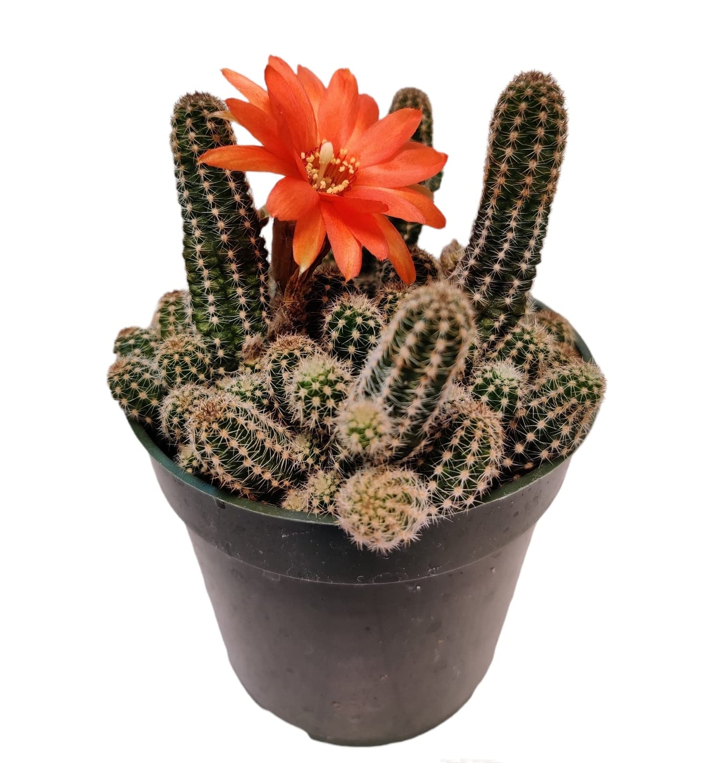 Live Cactus Plants from USKC (2" Pot Opuntia Maverick Variegated) - Variant 16