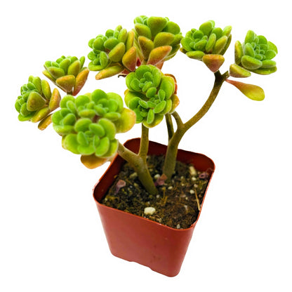 Live Succulent Cactus Plants (2" Pot Crassula Estagnol Spiralis)