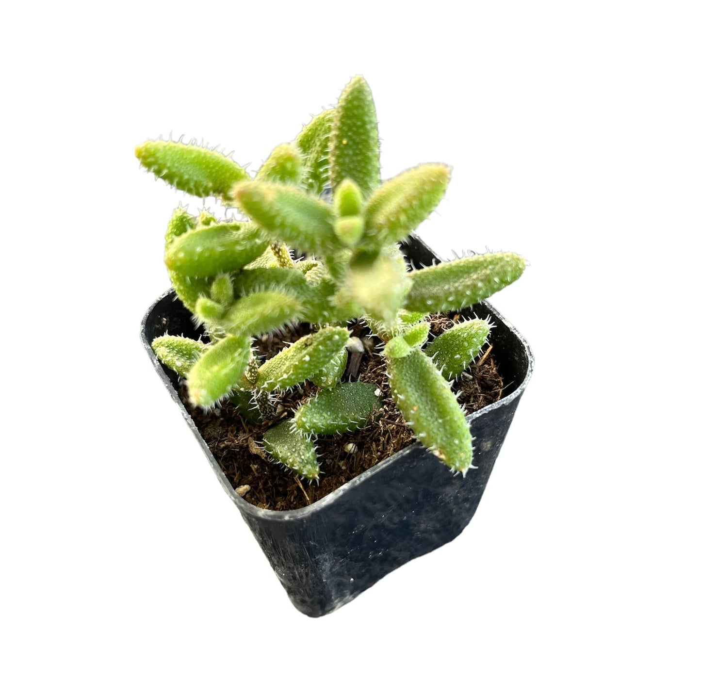 Rare Live Succulent Cactus Plants for Home Office Decor (2" Pot Variegated Delosperma echinatum - Variegated Pickle Plant) - Variant 22