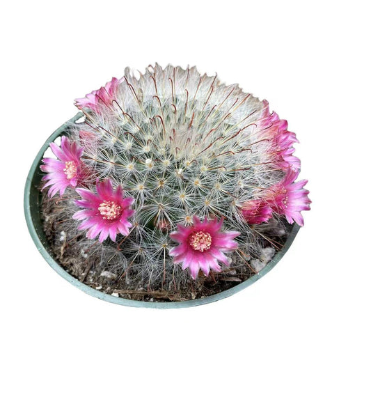 Live Cactus plants for Home Office Decoration - 4"pot Mammillaria Bocasana