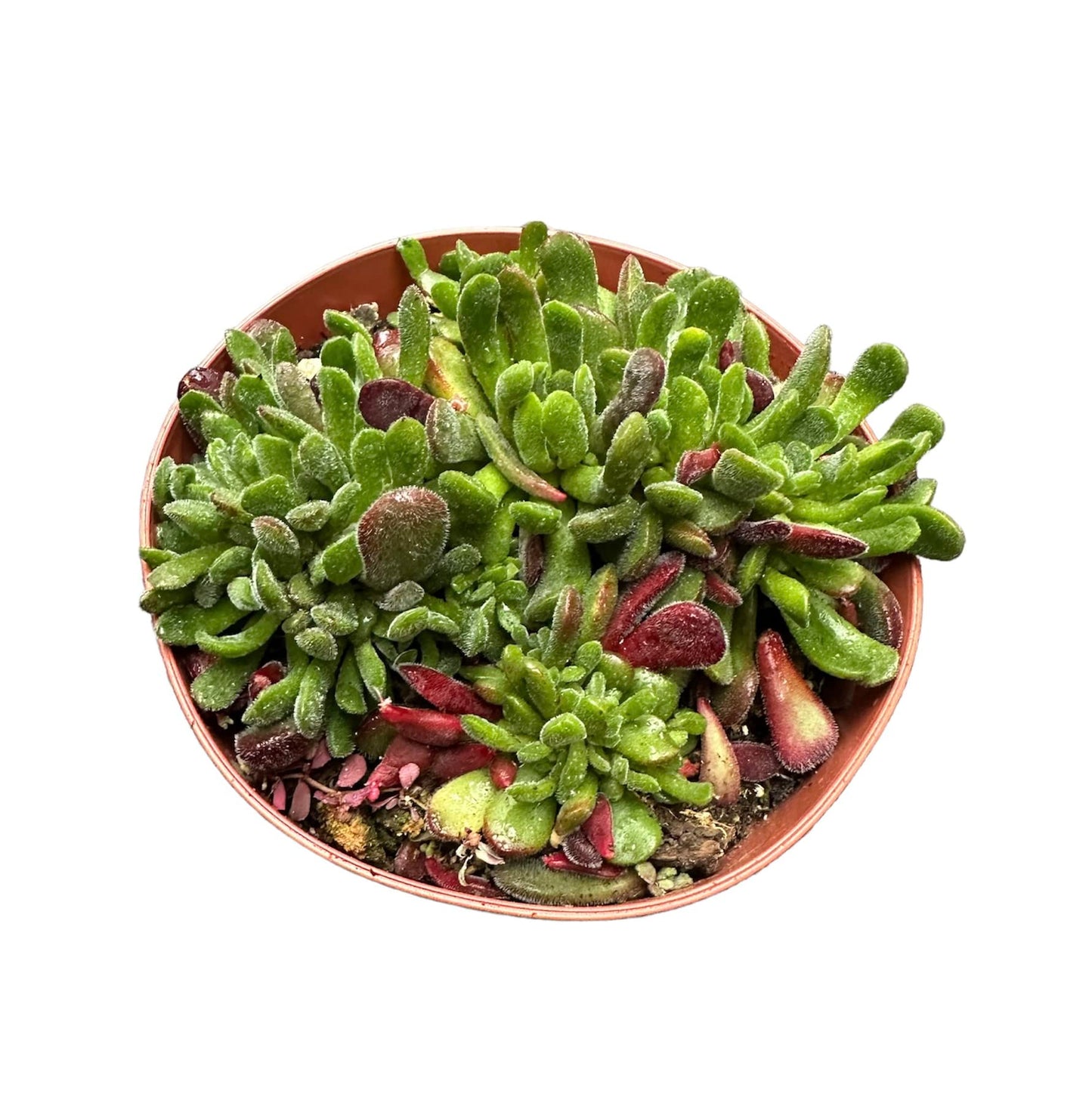 Live Cactus and Succulent plants for Home Office Decor