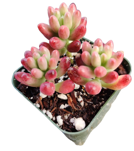 Live Succulent Cactus Plants  2"pot Sedum Rubrotinctum Aurora