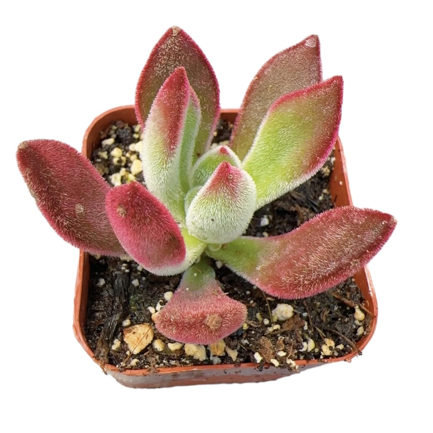 Live Succulent Cactus Plants from USKC (2" Pot) (Euphorbia Mammillaris Variegata)