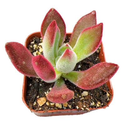Live Succulent Cactus Plants from USKC (2" Pot) (Euphorbia Mammillaris Variegata)
