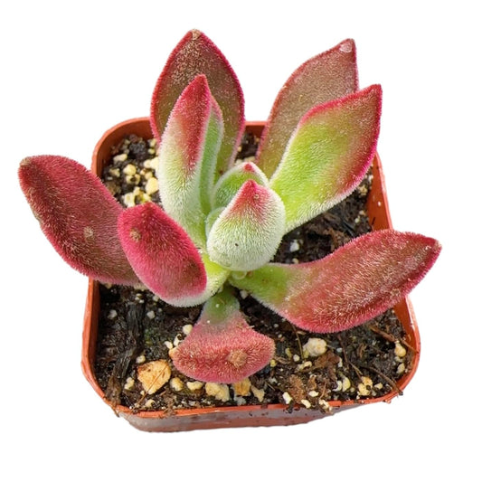 Live Succulent Cactus Plants from USKC (2" Pot) (Euphorbia Mammillaris Variegata) - Variant 42