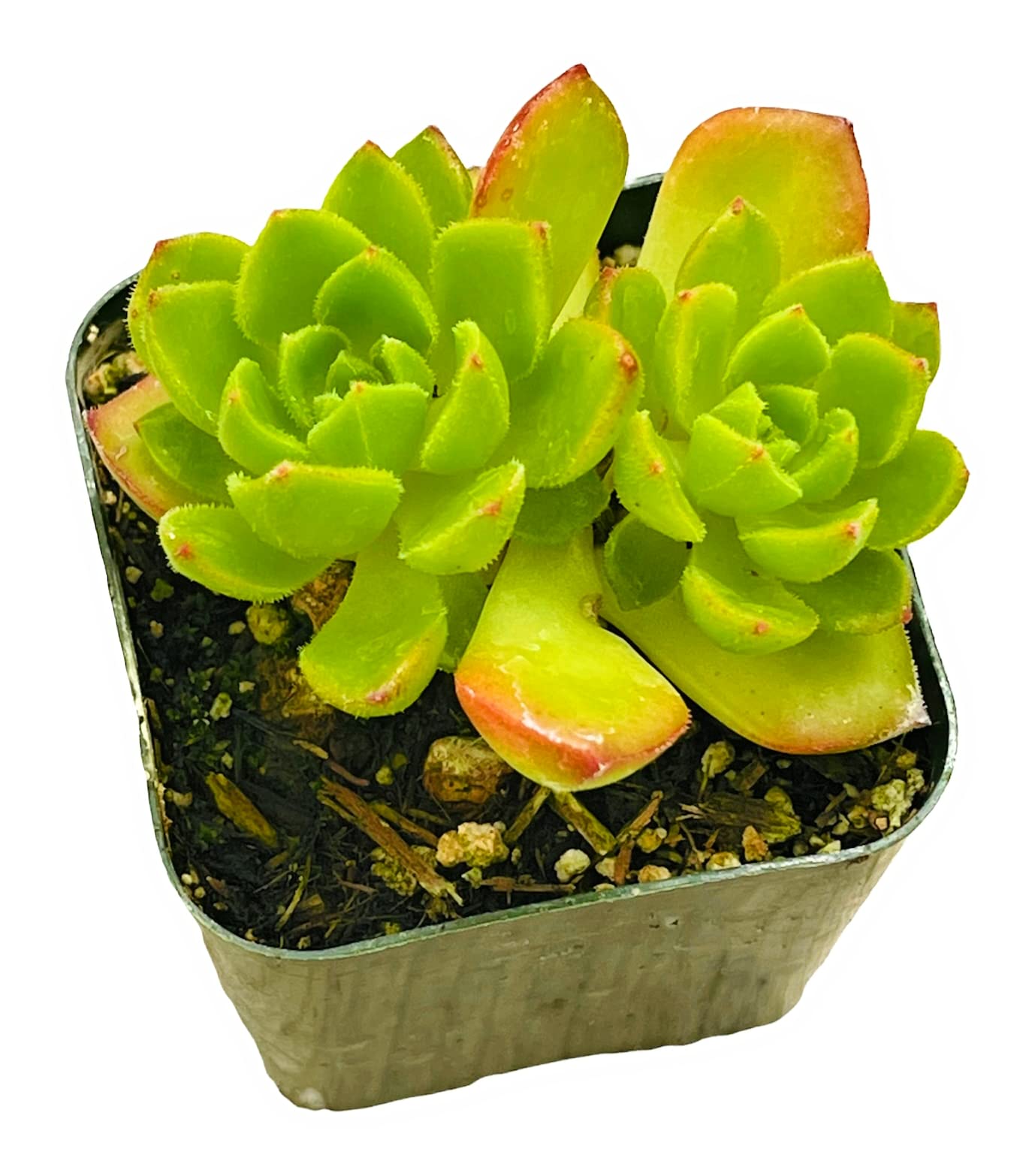 Live Succulent Cactus Plants (2" Pot Crassula Estagnol Spiralis)