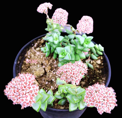 Live Succulent Cactus Plants from USKC (2" Pot) (Euphorbia Mammillaris Variegata)