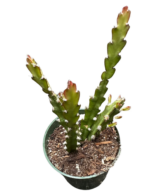 Live Cactus and Succulent plants for Home Office Decor - 4"pot Lepismium cruciforme Hurricane Cactus