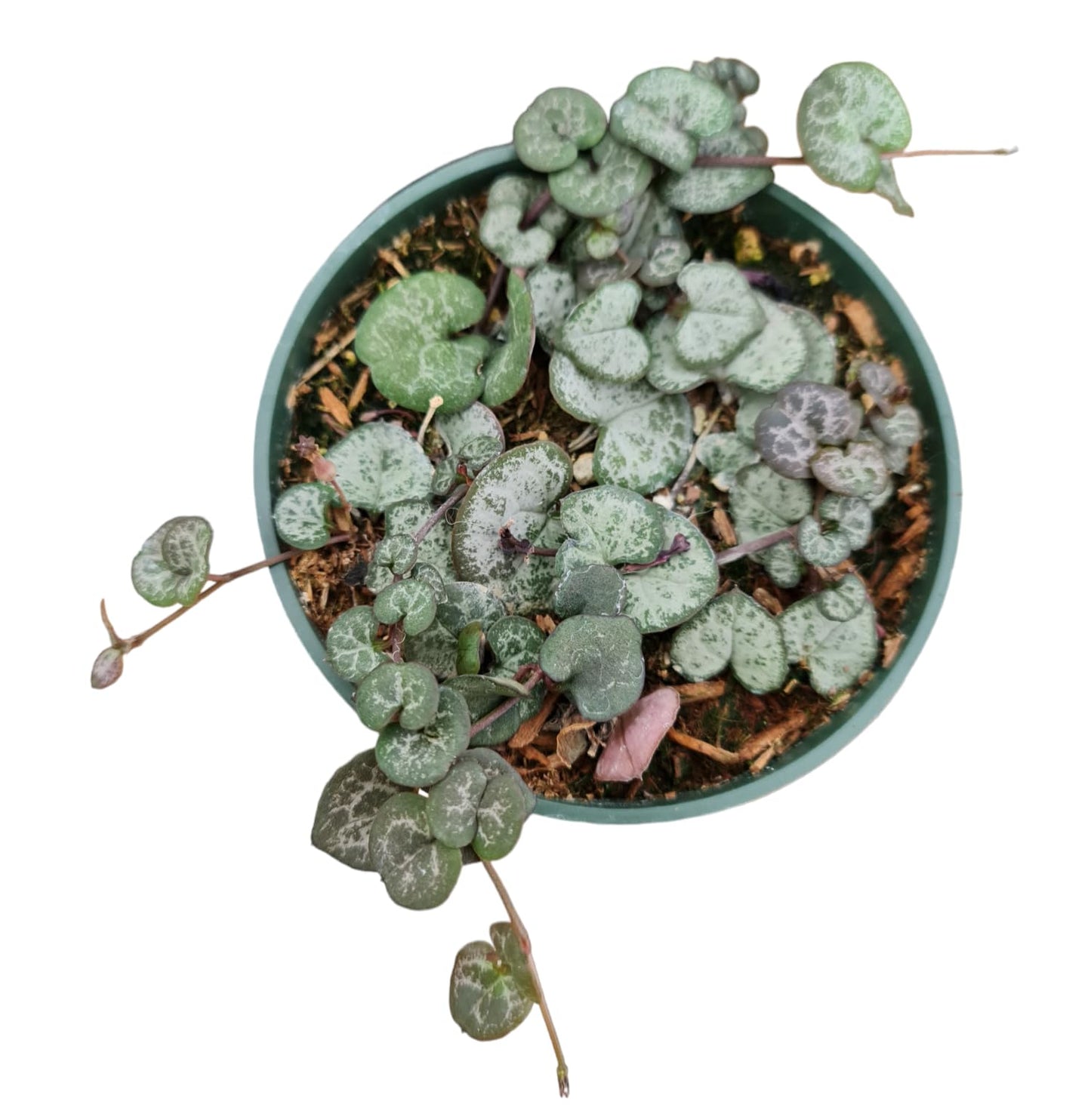 Live Succulent Plants String of Hearts 4" Pot Non-variegated