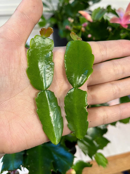 No Root Plant cuttings from USKC (3pc Tradescantia fluminensis variegata no Root cuttings)