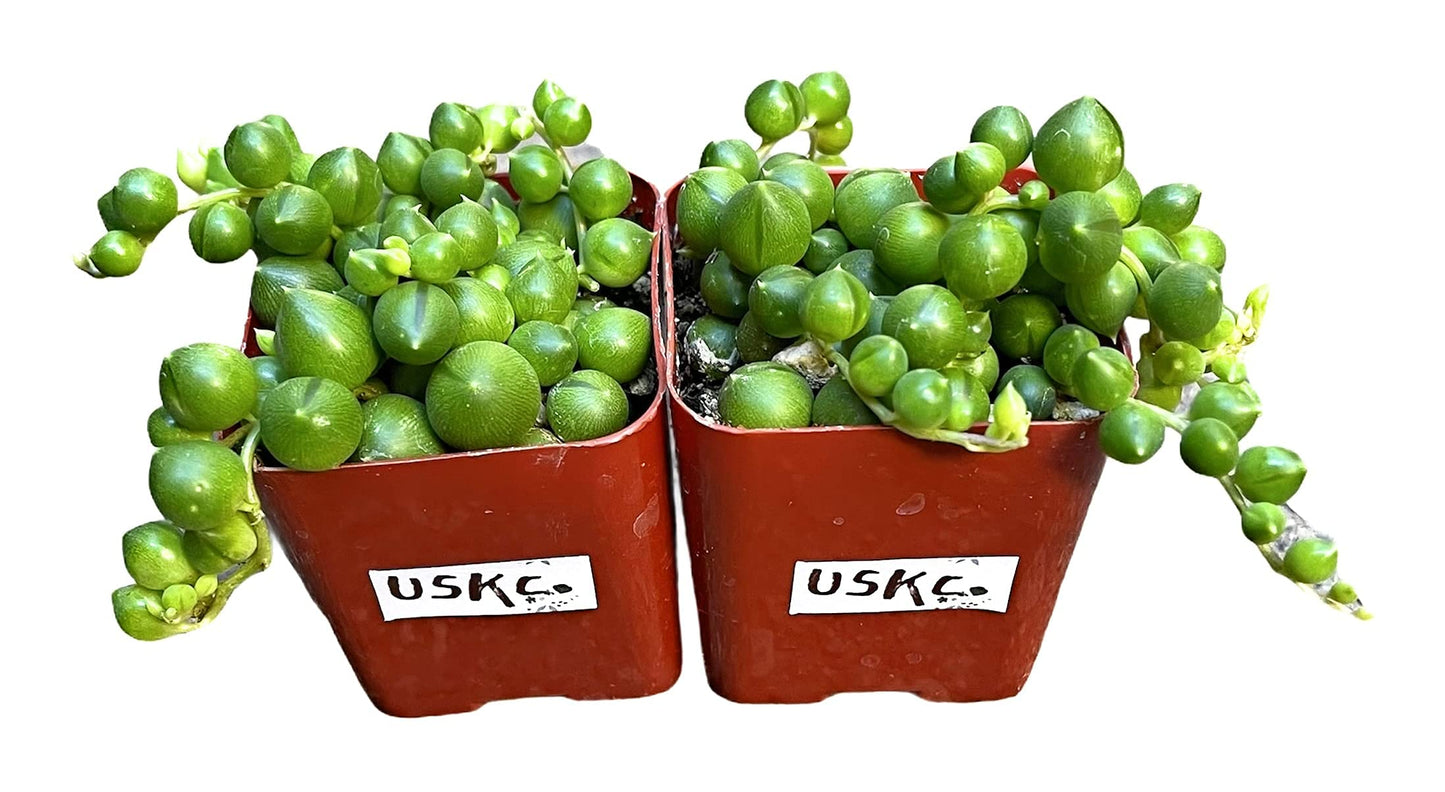 Live String Plants Succulents String of Pearls Well Rooted (two 2"pot set)