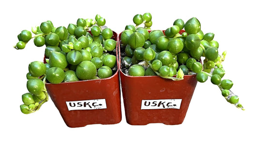 Live String Plants Succulents String of Pearls Well Rooted (two 2"pot set) - Default Title