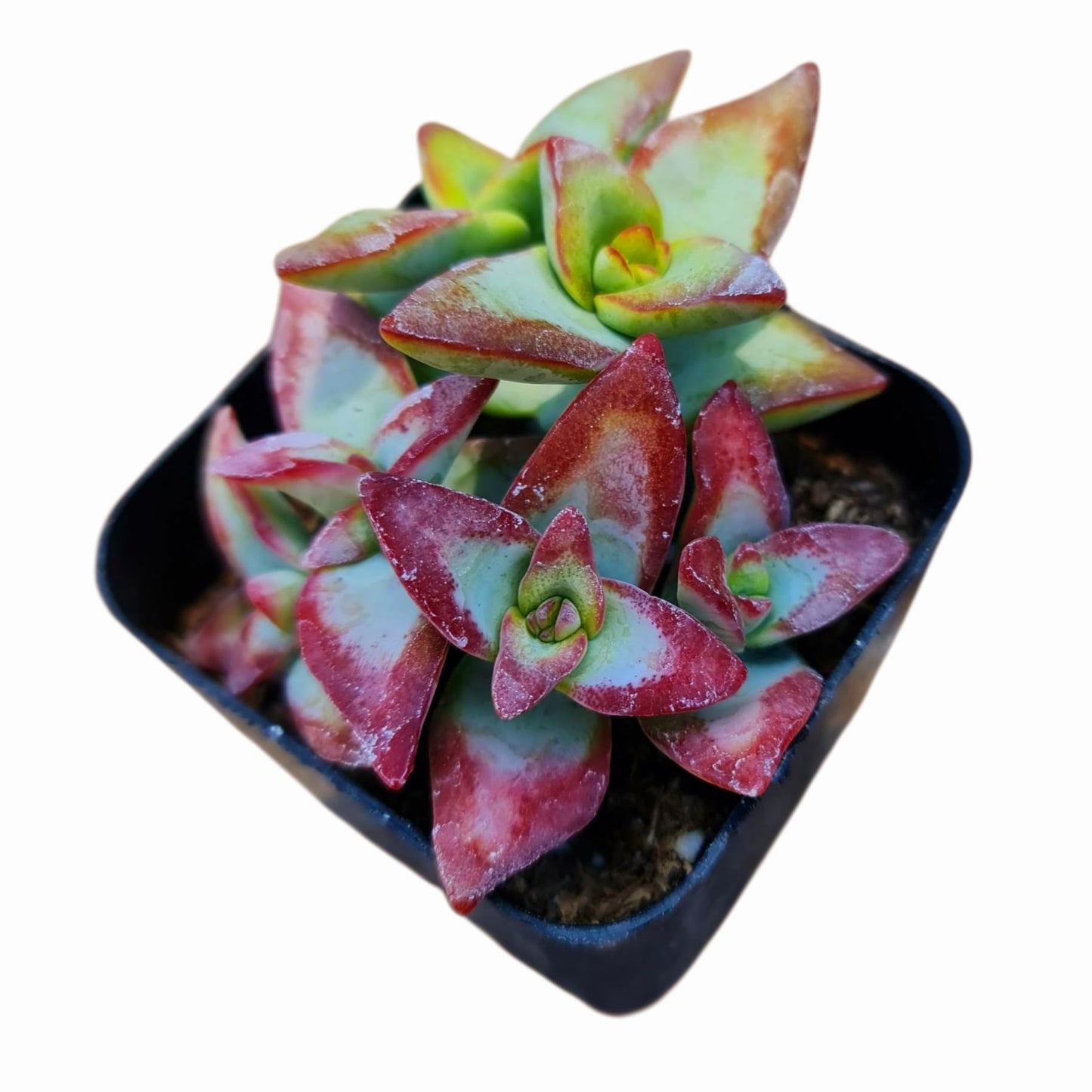 Live Cactus Succulent Plants for Home Decoration