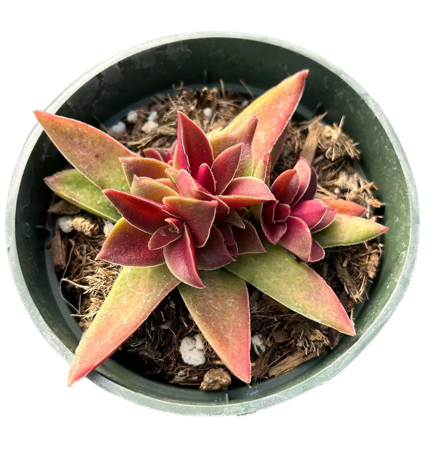 Live Cactus and Succulent plants for Home Office Decor