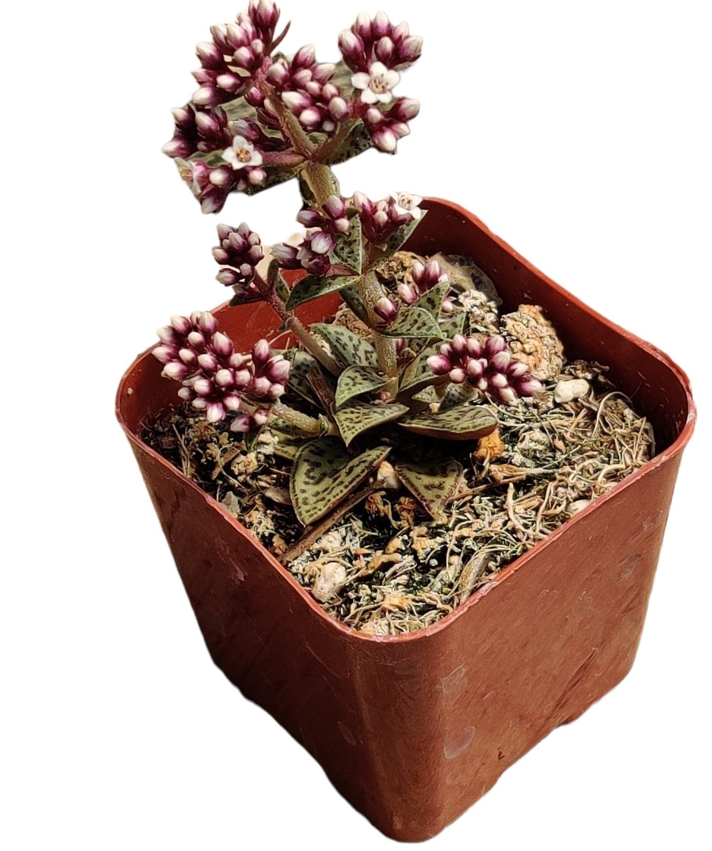 Live Succulent Cactus Plants from USKC (2" Pot) (Euphorbia Mammillaris Variegata)