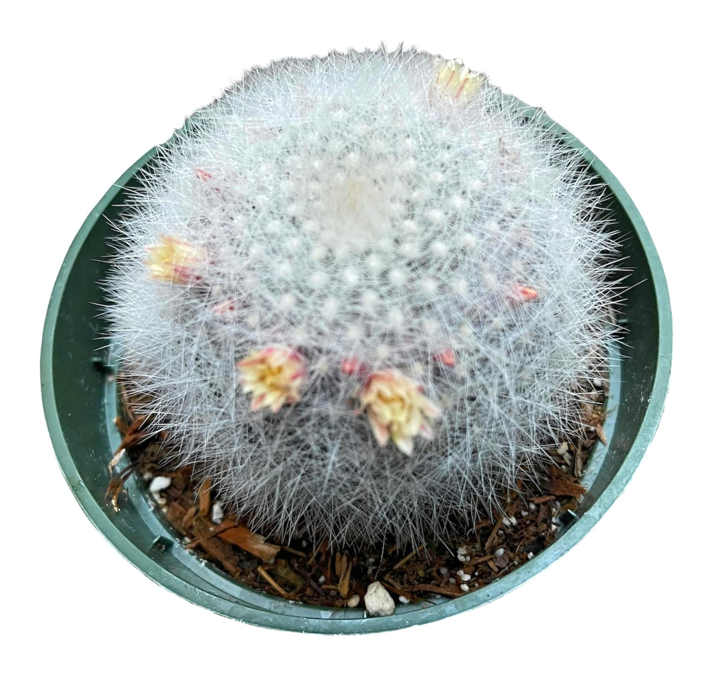 Live Cactus plants for Home Office Decoration