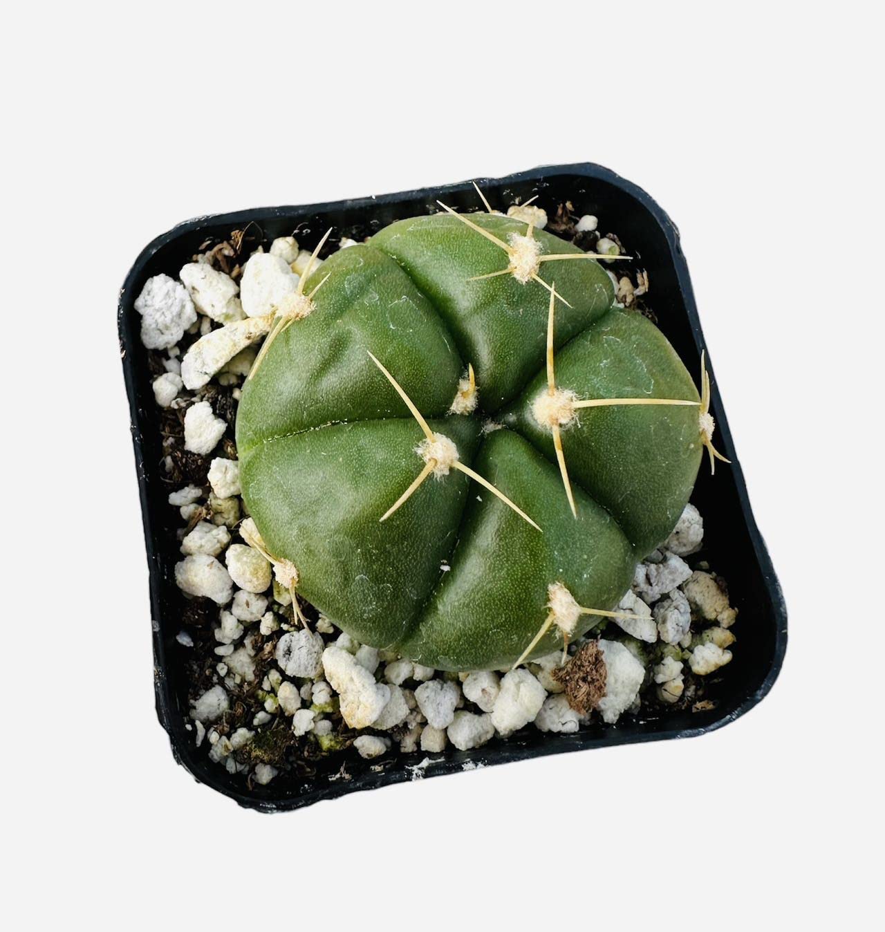 Live Cactus and Succulent plants for Home Office Decor