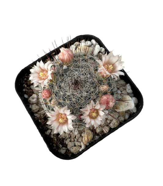 Live Cactus and Succulent plants for Home Office Decor - 2"pot Mammillaria Ritteriana