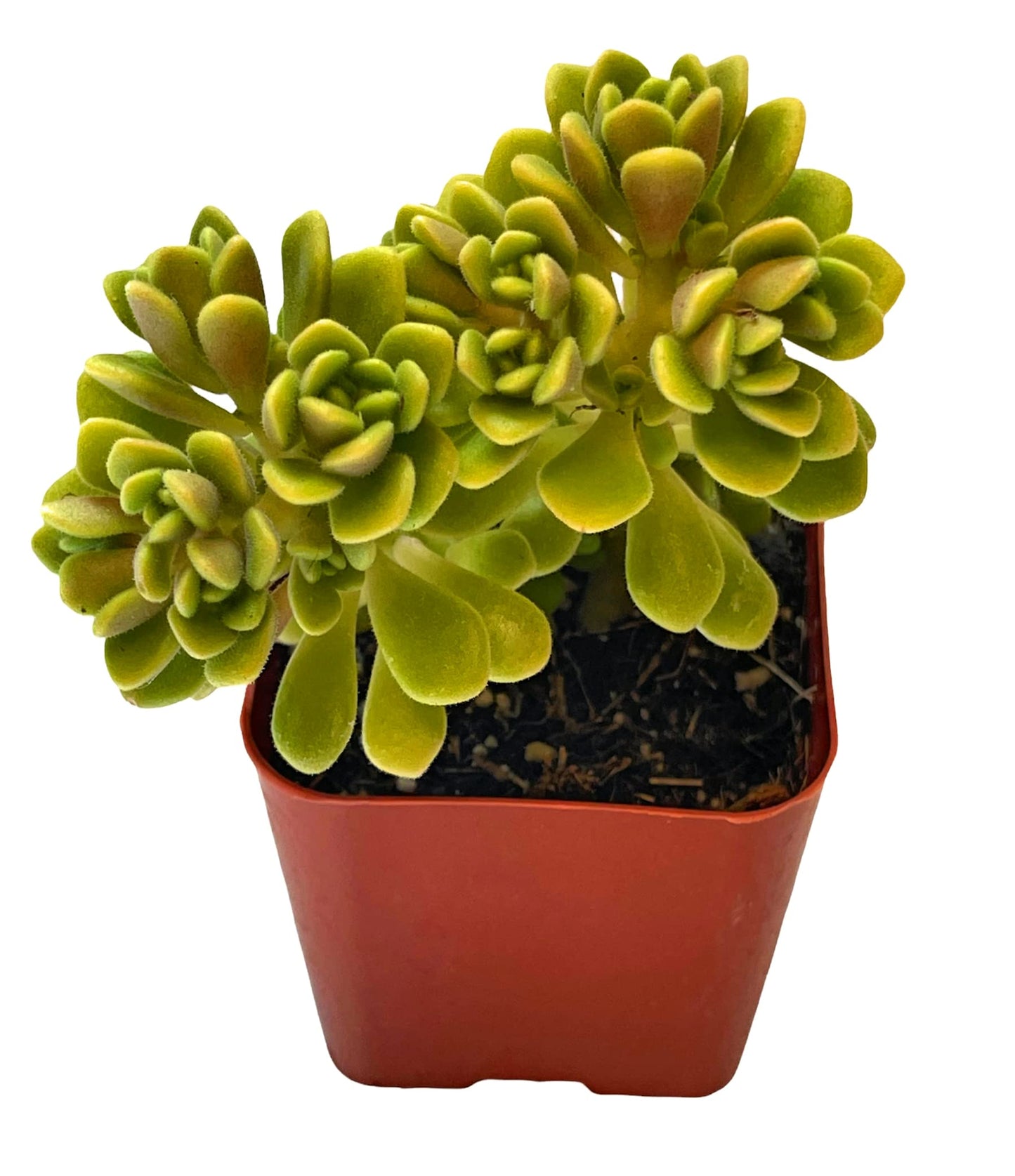 Live Succulent Cactus Plants (2" Pot Crassula Estagnol Spiralis)