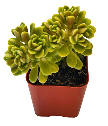Live Succulent Cactus Plants (2" Pot Crassula Estagnol Spiralis)