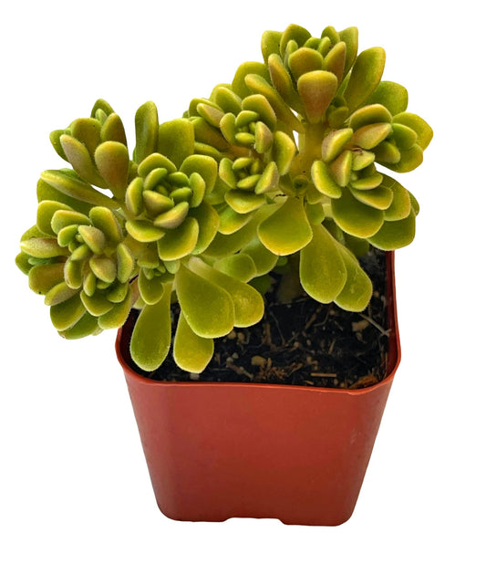 Live Succulent Cactus Plants  Variant 41