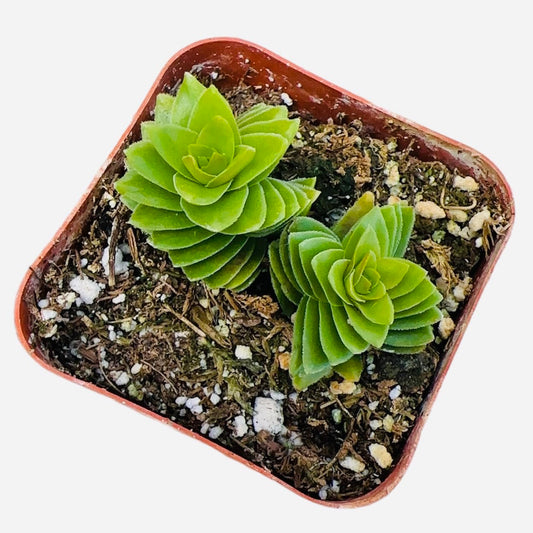 Live Crassula Plants for Home Decor - 2"pot Estagnol Spiralis