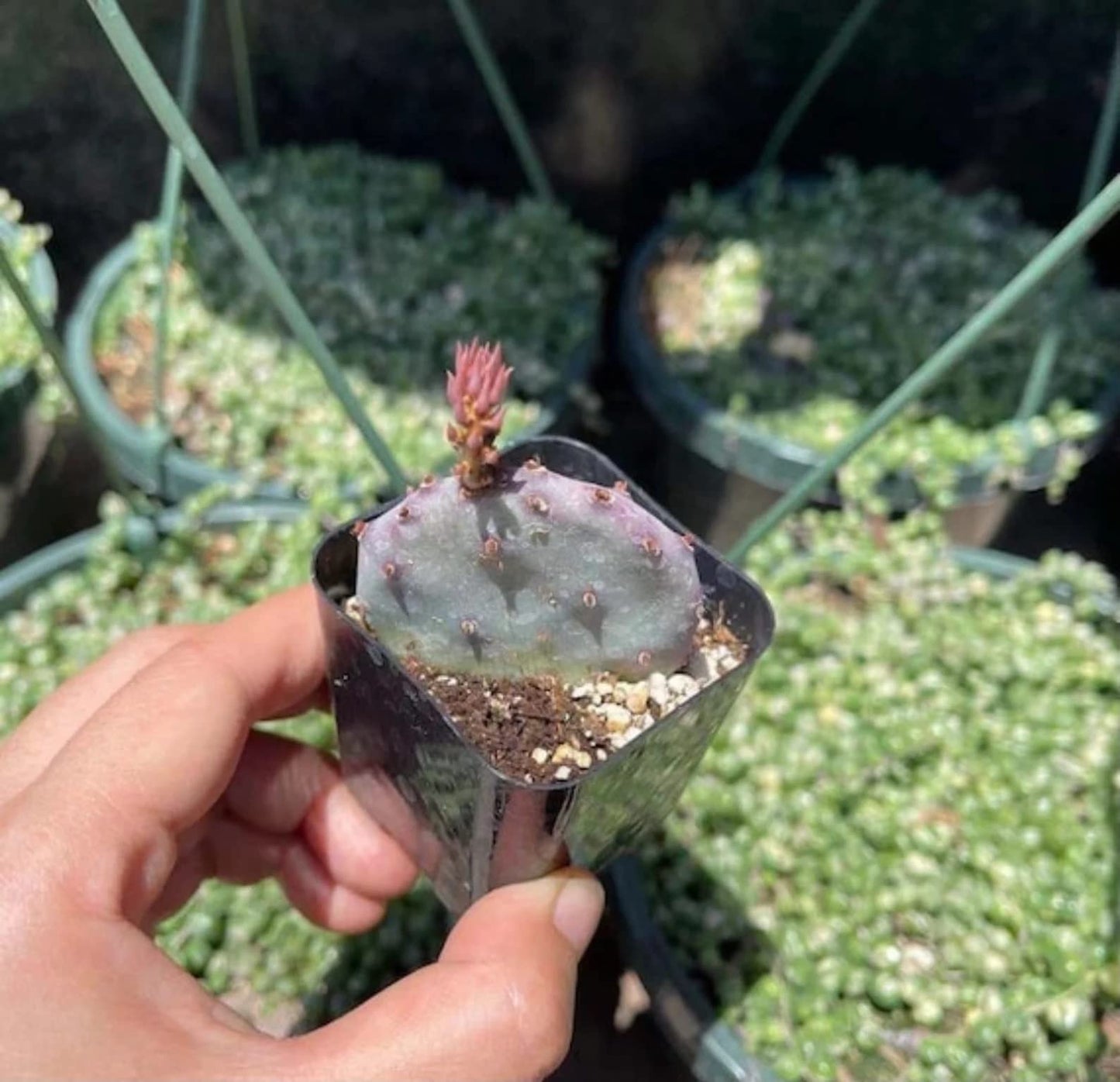 Live Cactus Plants from USKC (2" Pot Opuntia Maverick Variegated) - 2"pot Opuntia Santa Rita