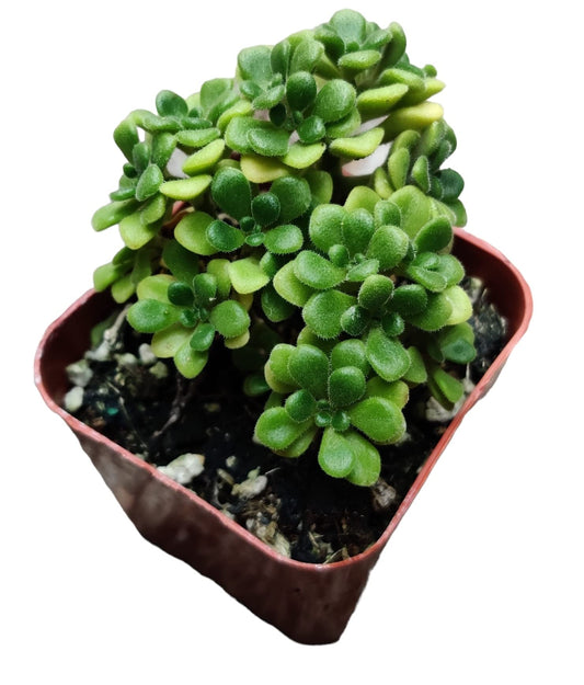 Live Succulent Cactus Plants for Home Office Decor - 2"pot Aeonium Irish Bouquet
