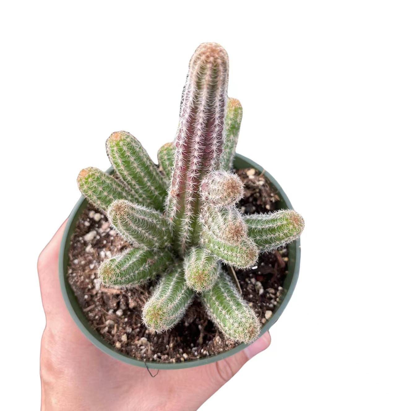 Live Cactus Plants from USKC 4"pot Echinopsis Peanut Cactus