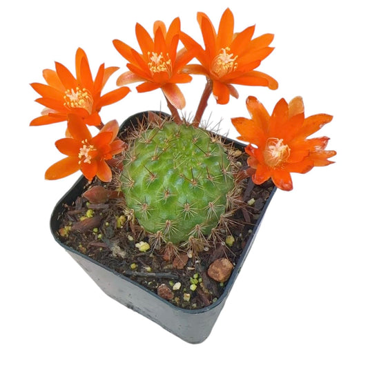 Live Rebutia Cactus Plants Collection for Home Decor 2" Pot (Bloom Color #2) - Bloom Color #5