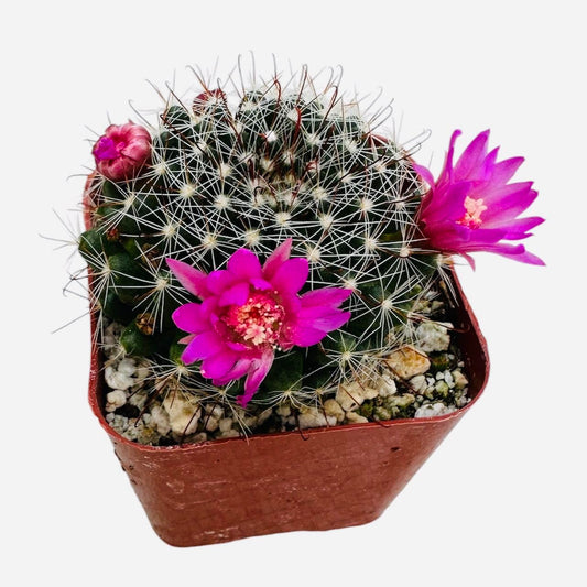 Live Mammillaria Cactus Plants Collection for Home Decor 2"pot - Zeilmanniana
