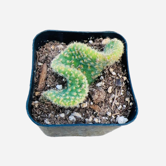 Live Succulent Cactus Plants 2" Opuntia Microdasy Golden Swirl Monstrose
