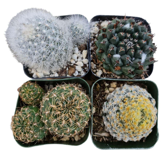 Live Succulent Cactus Plants Collection for Home Decor (2"Pot Cactus 4PK Random types)