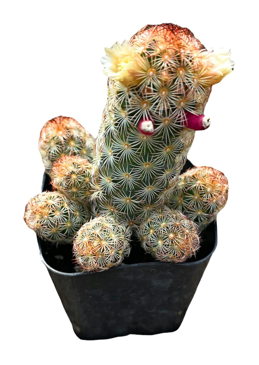 Live Cactus plants for Home Office Decoration