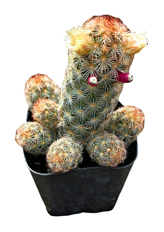 Live Cactus plants for Home Office Decoration - 2"pot Mammillaria Elongata