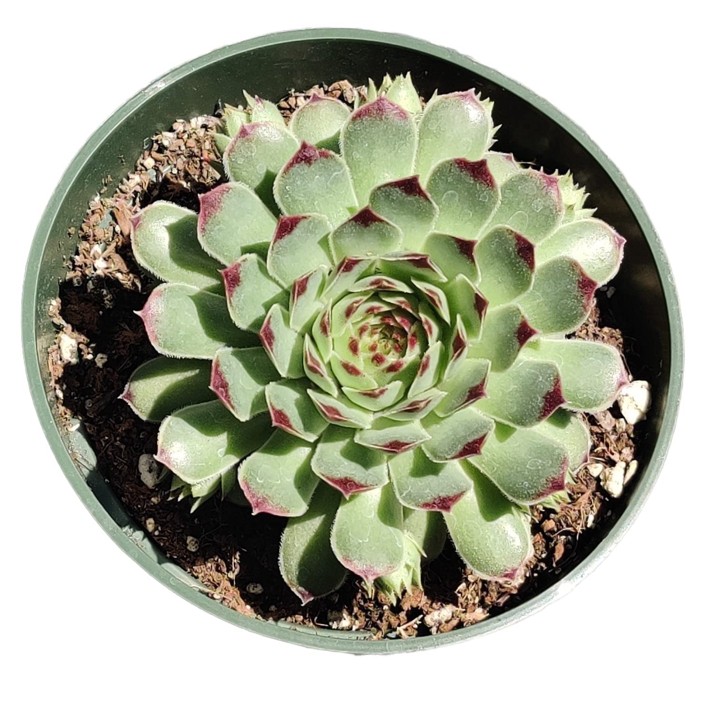 Live Succulent Cactus Plants for Home Office Decor