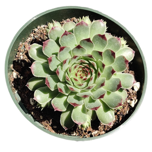 Live Succulent Cactus Plants  4"pot Sempervivum Calcareum