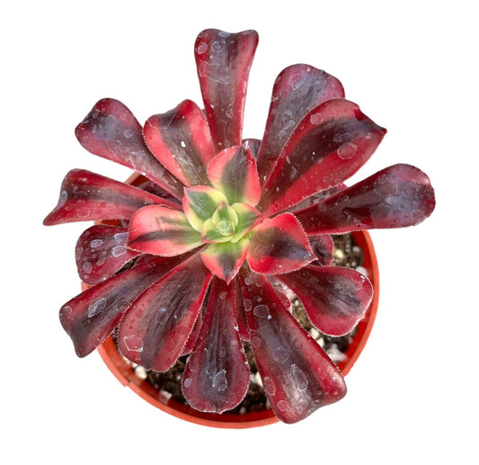 Rare Live Succulent Cactus Plants for Home Office Decor (2" Pot Variegated Delosperma echinatum - Variegated Pickle Plant) - 4"pot Aeonium Medusa