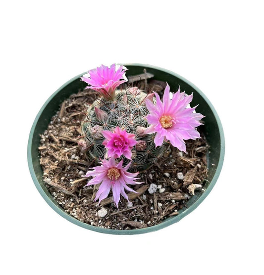 Live Cactus plants for Home Office Decoration - 4"pot Mammillaria Stampferi