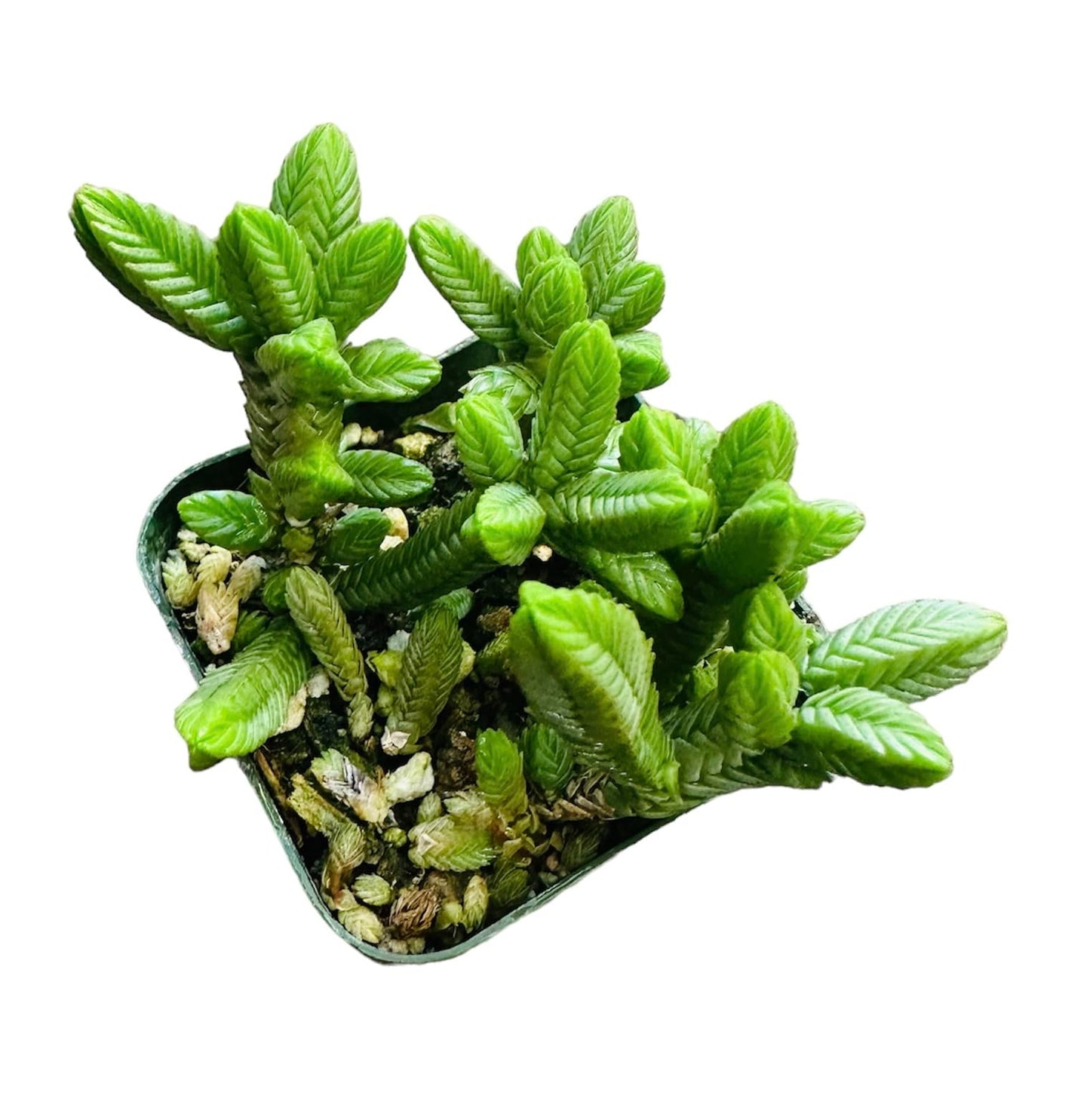 Live Succulent Cactus Plants for Home Office Decor