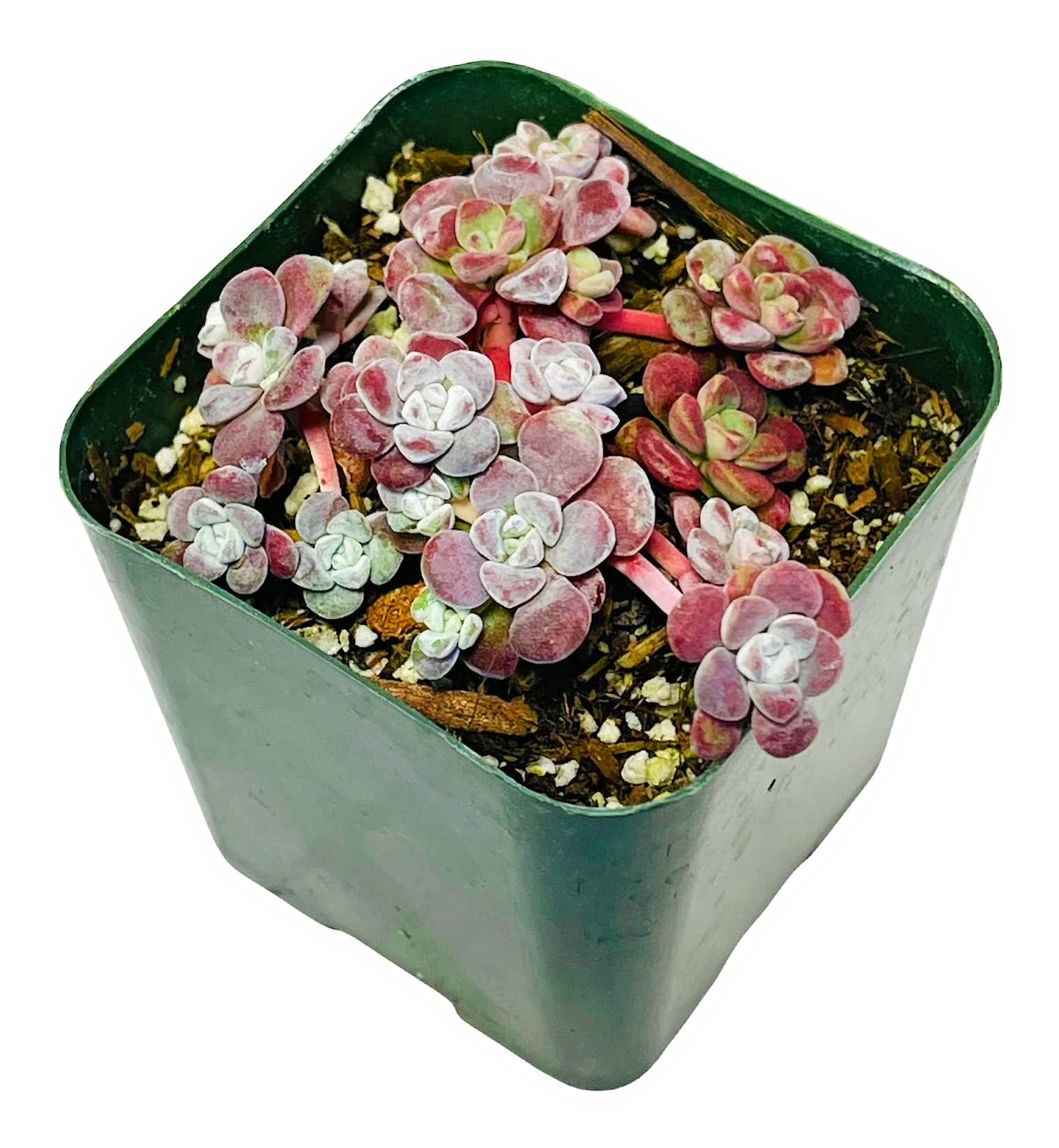 Live Succulent Cactus Plants from USKC (2" Pot) (Euphorbia Mammillaris Variegata)