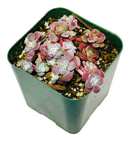 Live Succulent Cactus Plants from USKC (2" Pot) (Euphorbia Mammillaris Variegata)