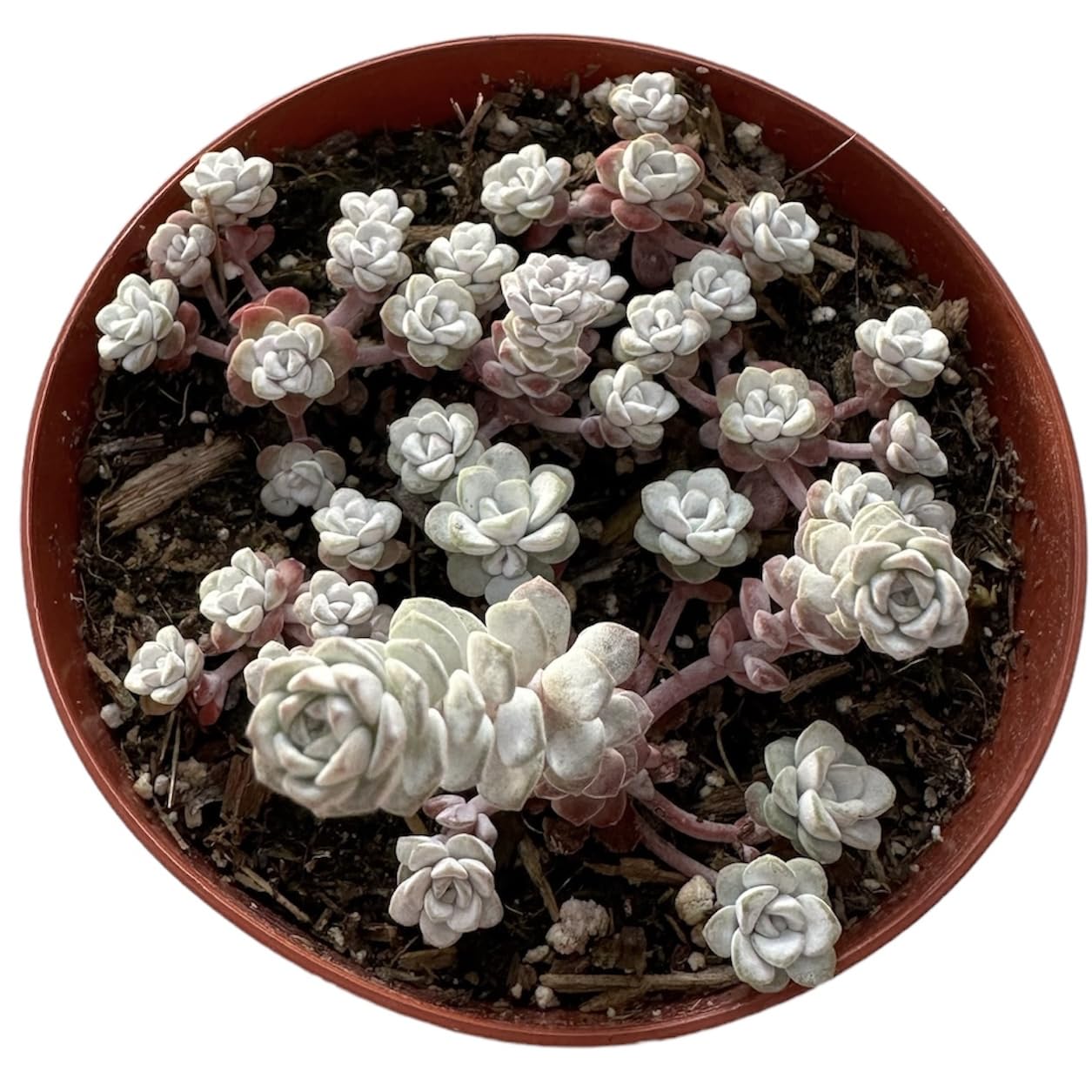 Live Cactus Succulent Plants for Home Decoration