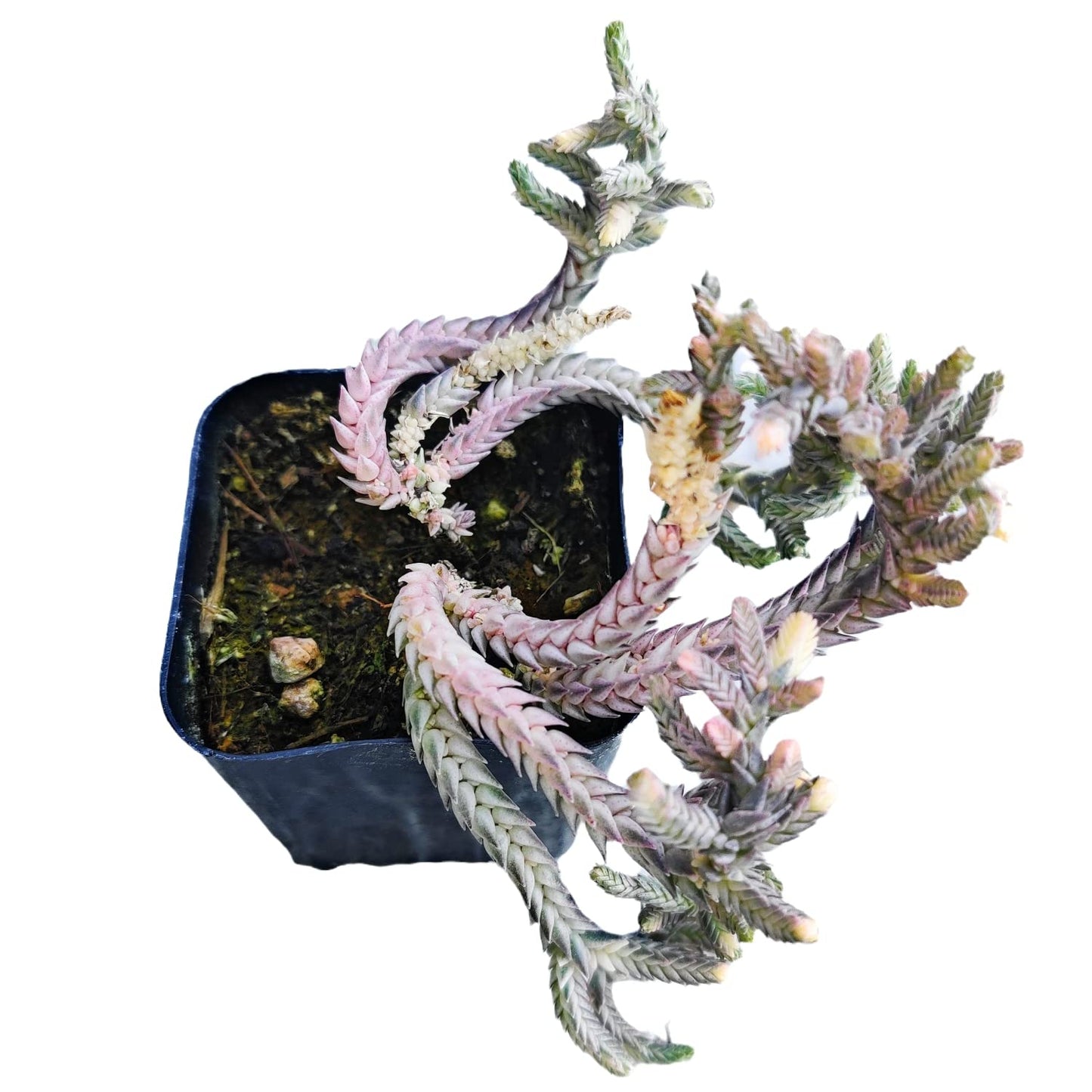 Live Crassula Plants for Home Decor