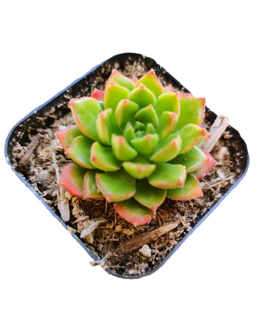 Live Succulent Cactus Plants # 37