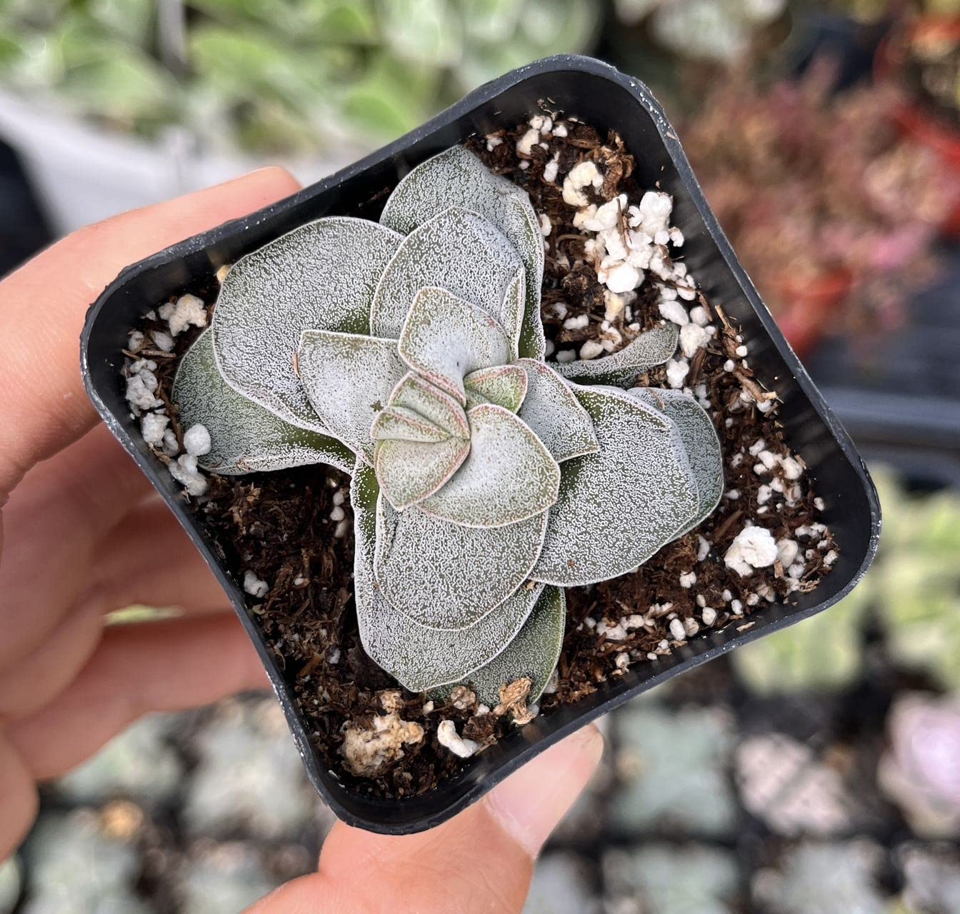 Live Cactus and Succulent plants for Home Office Decor