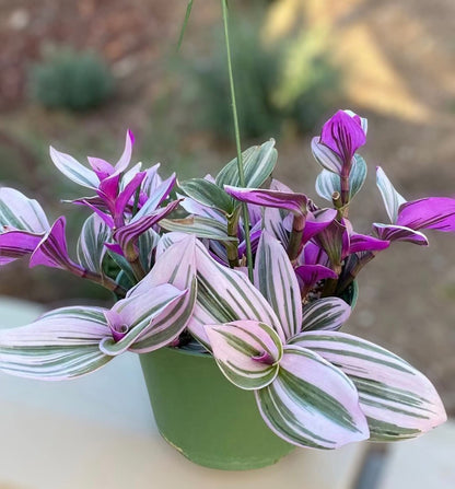 No Root Plant cuttings from USKC (3pc Tradescantia fluminensis variegata no Root cuttings)