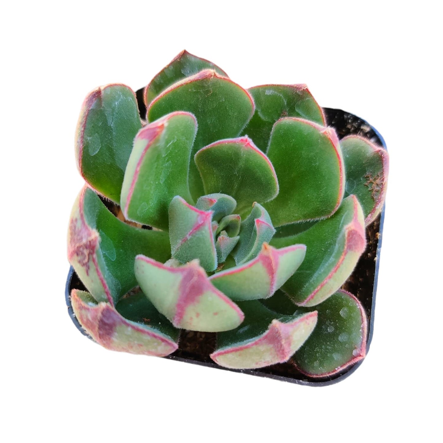 Live Cactus Succulent Plants for Home Decoration