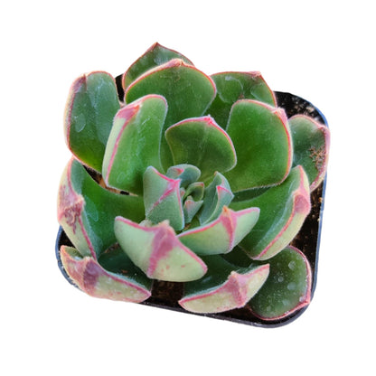 Live Cactus Succulent Plants from USKC (2" Pot Blue Candle Cactus Myrtillocactus Geometrizans)