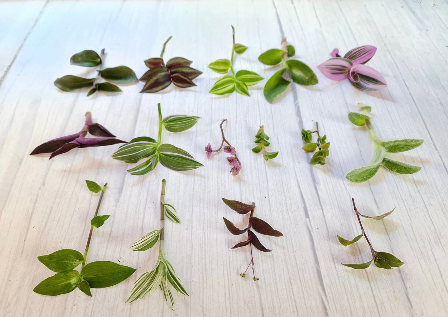 No Root Plant cuttings from USKC (3pc Tradescantia fluminensis variegata no Root cuttings)